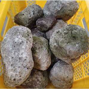  rock ①[ including in a package un- possible ]24kg minute pumice gardening gabi on DIY garden flower . stone material bonsai Japan garden Japanese style 240226