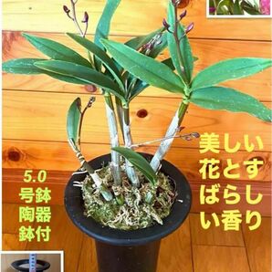 現品　デンドロビウム　キンギアナム：ダークジョイ　5号蘭陶器鉢植え　香