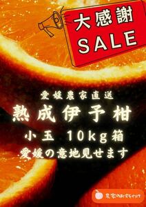 【熟成小玉伊予柑】10kg家庭用　毎年大好評！農家直送　サイズ混合　訳ありみかん　農家直送　果物　いよかん　柑橘フルーツ SALE実施中