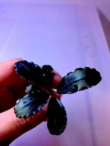 週末SALE!Bucephalandra sp.Deep purple【AZ1011-XX】