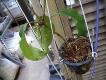 YFK2 木本　Medinilla sp(Vine). Bukidnon, Mindanao, Philippines._画像5