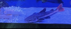 レッドテールキャット(±35cm)（大型魚）特価　大阪市内のお客様直接引き取り可能のお客様の限定