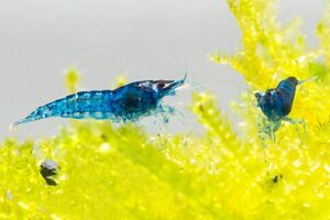  free shipping!uru trouble - Cherry shrimp 10 pcs ( blue Dream Cherry shrimp )