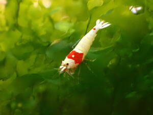  Red Bee Shrimp 20 pcs + compensation 2 pcs * pattern, female male is Random.. outline of the sun Mothra band . go in prohibition 