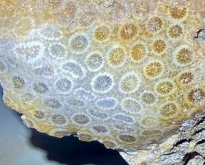 インドネシア　ジャワ島産超巨石天然フォシルコーラル原1922g［珊瑚の化石］激レア石^ ^