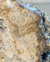 インドネシア　ジャワ島産超巨石天然フォシルコーラル原1500g［珊瑚の化石］激レア石^ ^大迫力^ ^_画像2