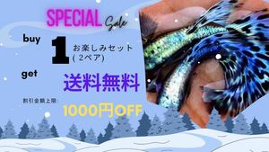 【吉Aqua】パープル モザイク ドラゴン グッピー 熱帯魚 1ペア Buy 1お楽しみセット(2ペア)→送料無料 関東当日便対応中 ★死着補償有