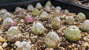 Conophytum_burgeriコノフィツム　ブルゲリ自家産実生2株＋種子1房　250〜300粒ほど多肉植物 サボテン