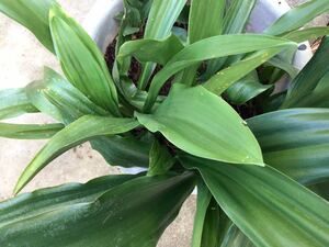 ■山野草■ 万年青（オモト）●3株●鉢植え 縁起物　正月　