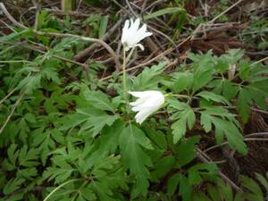 ●山野草●キクザキイチゲ白●１０本●菊咲