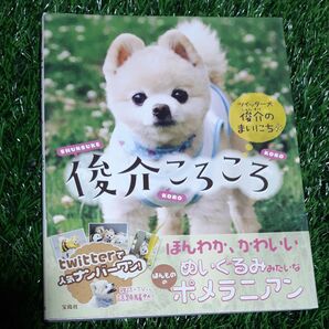 俊介ころころ ツイッター犬俊介のまいにち／芸術芸能エンタメアート