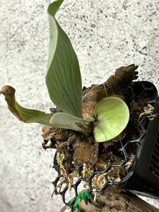 [Frontier Plants][ reality goods ] staghorn fern white Mr. auto P. White Mr.oat(P. peevia) Platycerium air plant 