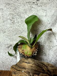 【Frontier Plants】【現品】ビカクシダ ニュームーン　P. New Moon(P. willinckii x P. Diversifolium)　コウモリラン　エアープランツ