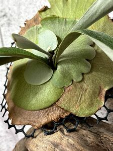 [Frontier Plants][ reality goods ] staghorn fern wi Lynn key * Monkey North high shield P. Willinckii Monkey north high shield