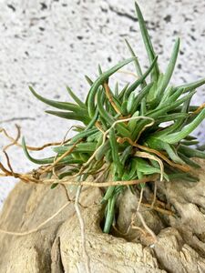 【Frontier Plants】チランジア・アルベルティアナ T. albertiana エアープランツ ブロメリア