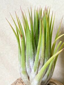 【Frontier Plants】チランジア・イオナンタ・マッチョ T. ionantha Macho エアプランツ　ブロメリア