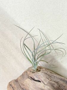 [Frontier Plants]chi Ran jia* Excel taT. exserta air plant brome rear 