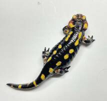 ポルトガルファイアサラマンダー ＊Coimbra産（Salamandra salamandra gallaica)-101 _画像4