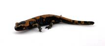 イタリアファイアサラマンダー 2023CB（Salamandra salamandra gigliolii)-103_画像3