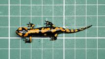 イタリアファイアサラマンダー 2023CB（Salamandra salamandra gigliolii)-104_画像2