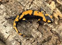 イタリアファイアサラマンダー 2023CB（Salamandra salamandra gigliolii)-107_画像2