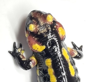 ポルトガルファイアサラマンダー ＊Coimbra産（Salamandra salamandra gallaica)-101 