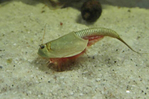 [ free shipping ]Triops Longicaudatus America Kabuto shrimp dry egg 