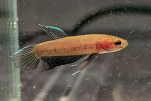 ジャンビ産　ワイルド　ベタ　ペルセフォンBetta persephone　6匹