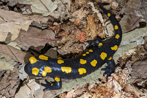  bait meal . excellent mji is la fire salamander (A3)mji is la salamander 