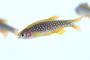 群れる美魚　ミクロラスボラハナビ　Danio margaritatus　5匹