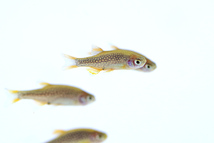 群れる美魚　ミクロラスボラハナビ　Danio margaritatus　5匹_画像2