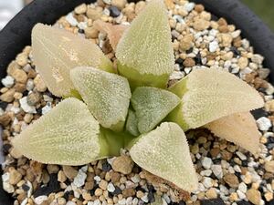 〈h2〉ハオルチア セラドニス H.celadonis n.. GM632, Dumbie Dykes (ex-G.Marx seedling)