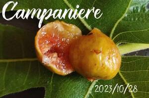 レア品種！ Campaniere　イチジク 穂木1 多くの愛好家が絶賛する必須の品種！