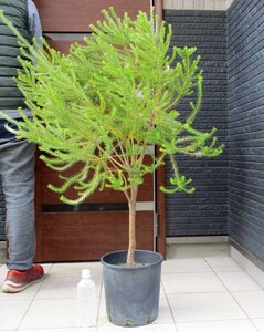 【現品】大株　バンクシア・エリシフォリア　（ヒースバンクシア）　[Banksia ericifolia]　9号　Ｊ２番