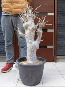 [ reality goods ][ bonsai ] departure root settled bao Bab. tree bao Bab *ti guitar ta12 number pot 2B number 