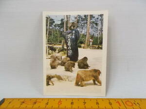１７６　古　カード写真　生写真　香川　小豆島　銚子渓　サル　おさるの国