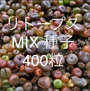 リトープス　ミックス種子　400個