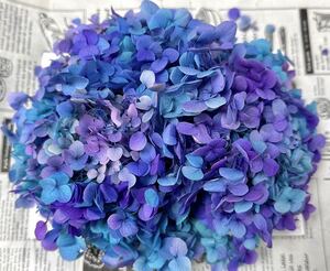  preserved flower hole bell hydrangea 20g rom and rear (before and after) aqua blue purple 