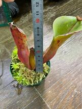 H. minor var. pilosa x macdonaldae ヘリアンフォラ　 Heliamphora 食虫植物 ネペンテス_画像3