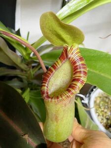 ラスト！N.(ventricosa x sibuyanensis) x xTrusmadiensis EPウツボカズラ Nepenthes ネペンテス 食虫植物　