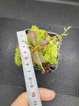 ラスト！N.ephippiata seed grown ウツボカズラ Nepenthes ネペンテス 食虫植物_画像3