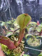 H. minor var. pilosa x macdonaldae ヘリアンフォラ　 Heliamphora 食虫植物 ネペンテス_画像2