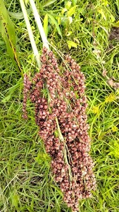タカキビ　種　3g　（約100粒！）　農薬不使用　無施肥　雑穀　高黍