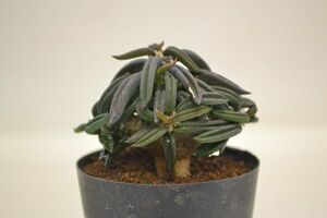 ユーフォルビア　キリンドリフォリア　EUPHORBIA cylindrifolia