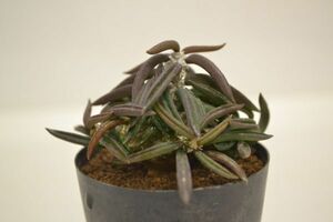 ユーフォルビア　キリンドリフォリア　EUPHORBIA cylindrifolia