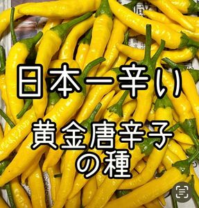 日本一辛い！ 黄金唐辛子の種 40粒