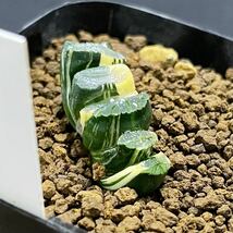 多肉植物　ハオルチア　玉扇斑入り種　咲耶錦　_画像4