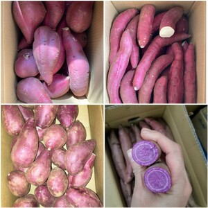  Chiba prefecture production purple corm ........2.5Kg+ silk sweet 2.5Kg