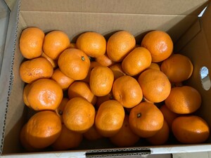 特売　静岡県産ブランド三ヶ日みかん柑橘類 箱込み2.5kg 