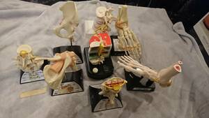 人体模型8点セット 医療教育ツール 医療用 医療 整形外科 整体 接骨院 整骨院